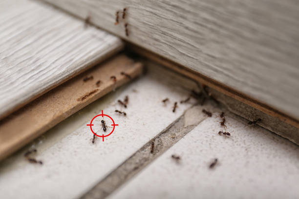 Best Pest Control Treatment  in Fish Hawk, FL