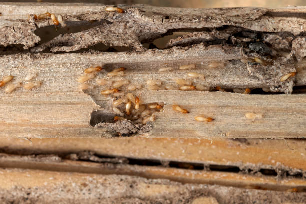 Best Ant Control Services  in Fish Hawk, FL