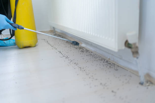 Best Mosquito Control Services  in Fish Hawk, FL